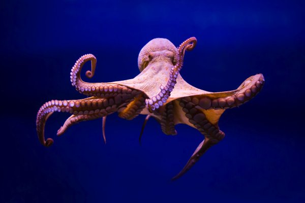 Kraken магазин