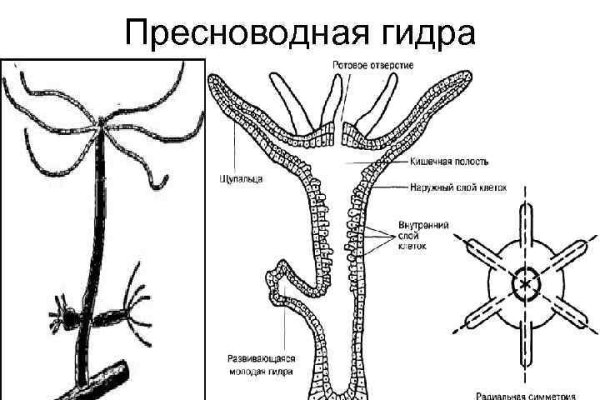 Актуальное зеркало на кракен