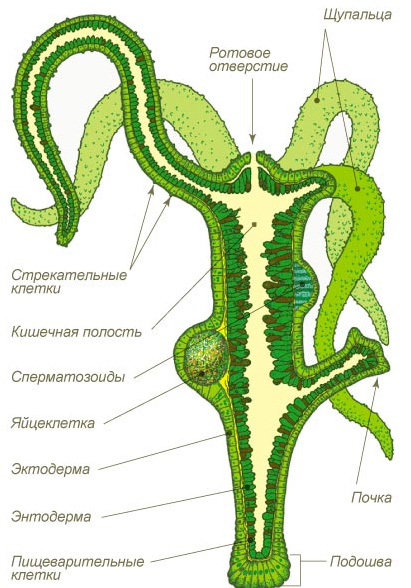 Kraken даркнет gigageek ru